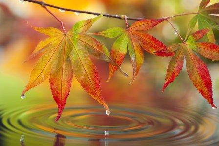 fall-leaves-in-water-web - Continuum Movement